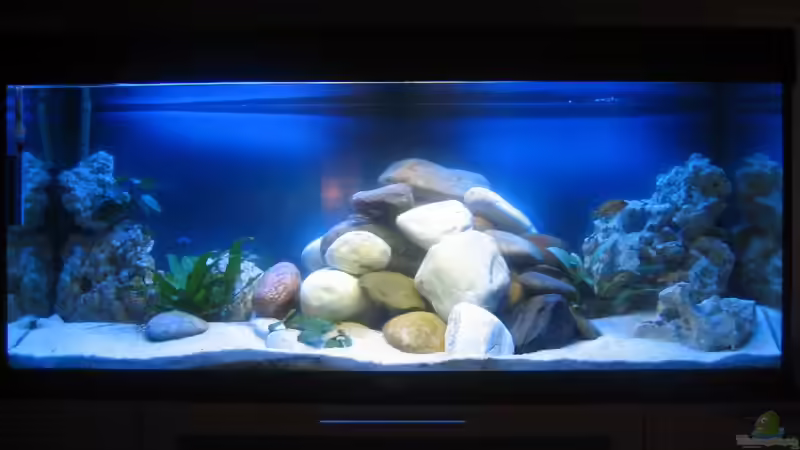 Aquarium Hauptansicht von Becken 15894 von SideShowBob (1)