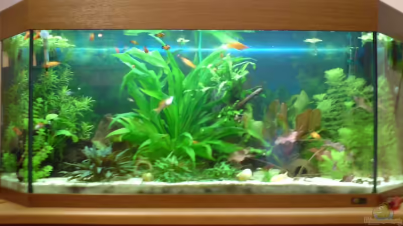 Aquarium Hauptansicht von Becken 15911 von Manuel Brandt (1)