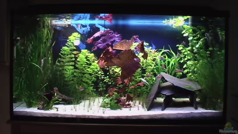 Aquarium Hauptansicht von Becken 1592