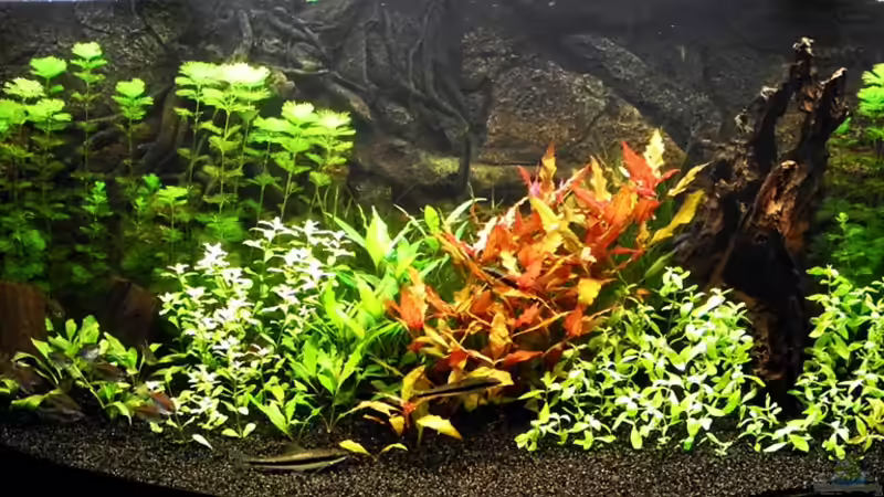 Aquarium Hauptansicht von Becken 15995 von Kill-Bill (1)