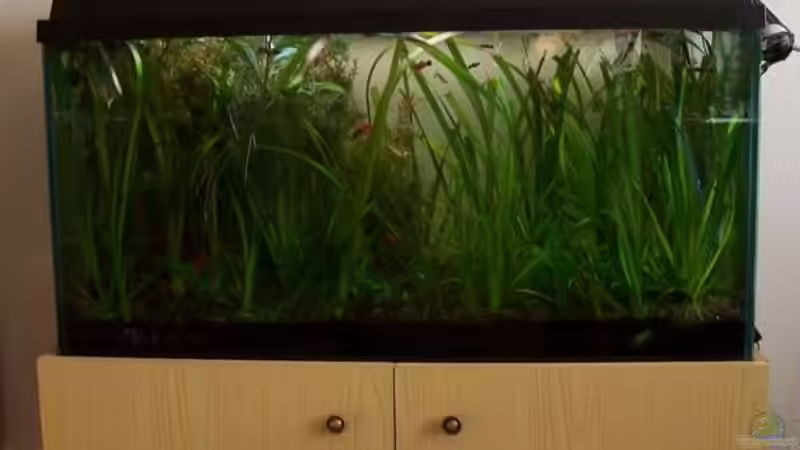 Aquarium Hauptansicht von Becken 1602