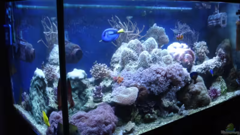 Aquarium Hauptansicht von Becken 1604