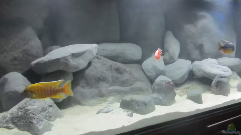 Aquarium Hauptansicht von Becken 16041 von hu.ch (1)