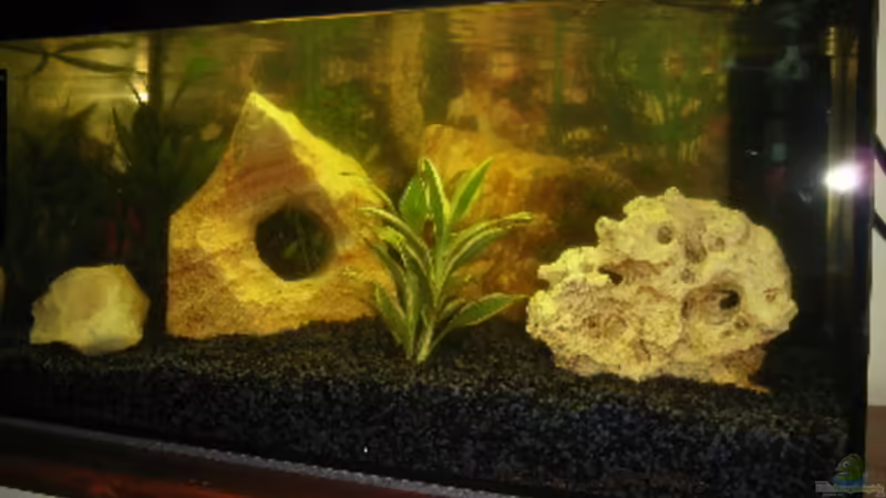 Aquarium Hauptansicht von Becken 1605 von Katie Sandmann (1)