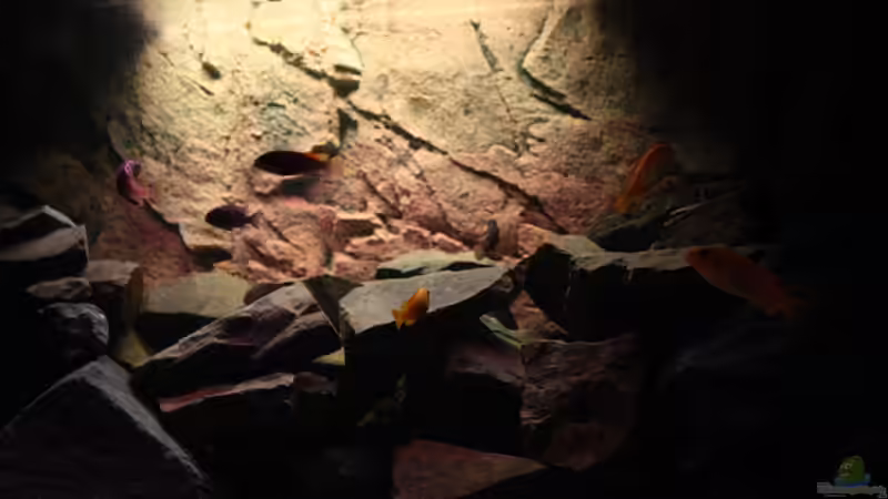 Aquarium Hauptansicht von Becken 16059