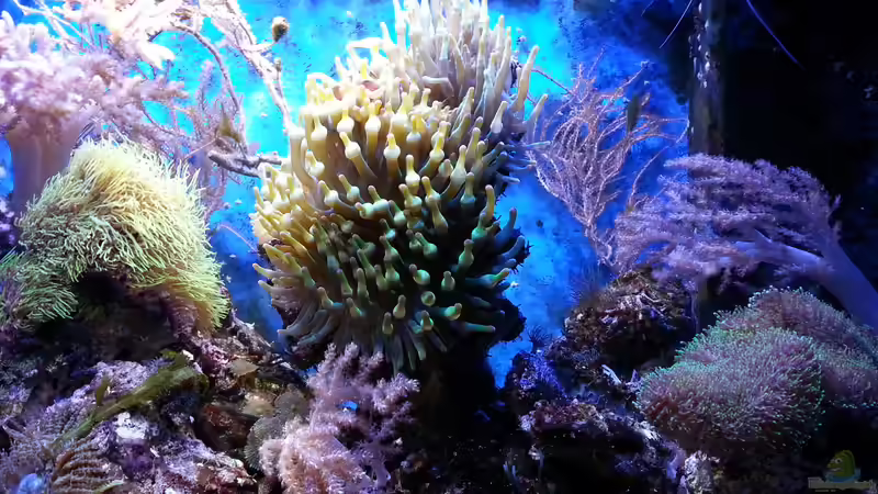 Aquarium Hauptansicht von Becken 16068 von Jens Kändler (1)