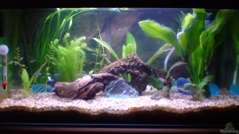 Aquarium Hauptansicht von Becken 16116 von saglet