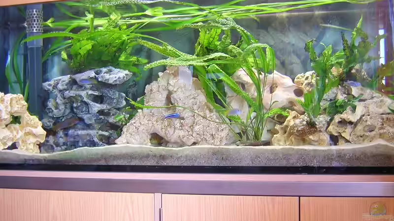 Aquarium Hauptansicht von Becken 1613