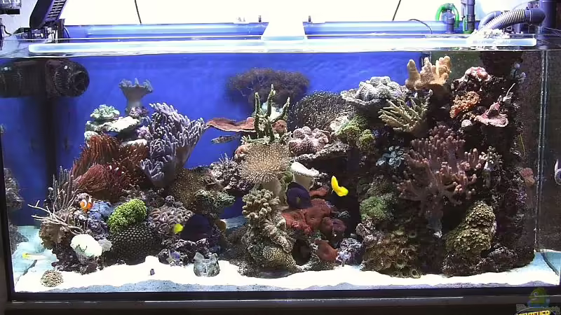 Aquarium Hauptansicht von Becken 1615