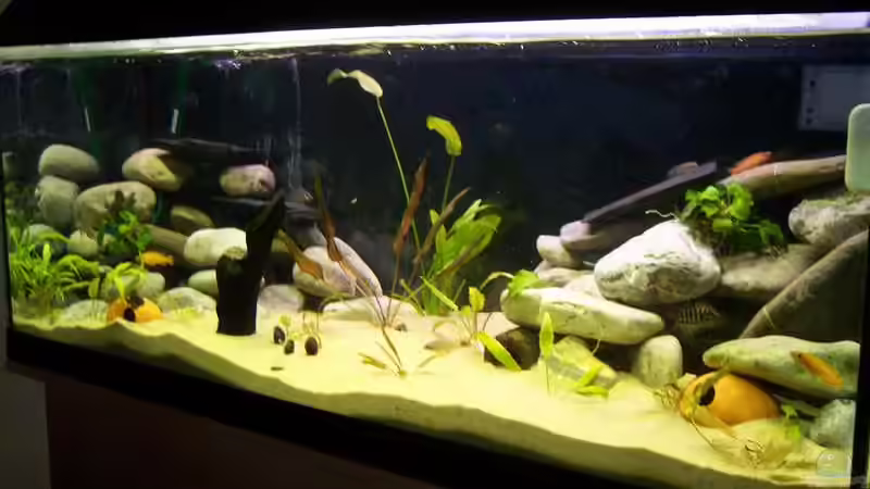 Aquarium Hauptansicht von Becken 1618