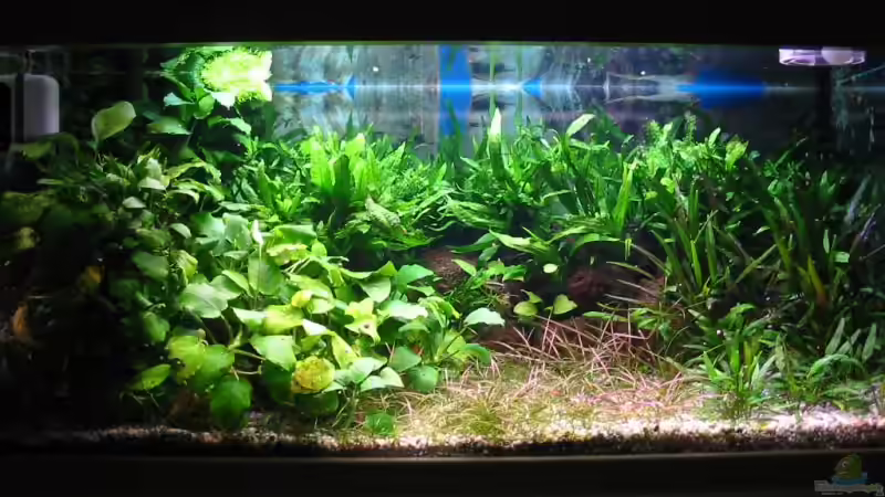 Aquarium Hauptansicht von Becken 1619 von Toni Habich (1)