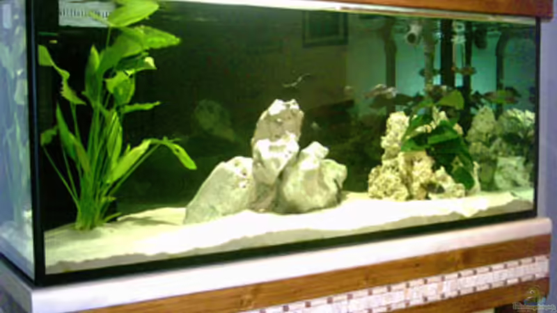 Aquarium Hauptansicht von Becken 1623 Aquarium Hauptansicht von Becken 1623