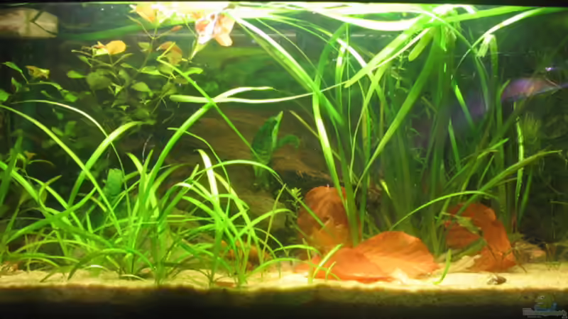 Aquarium Hauptansicht von Becken 1626