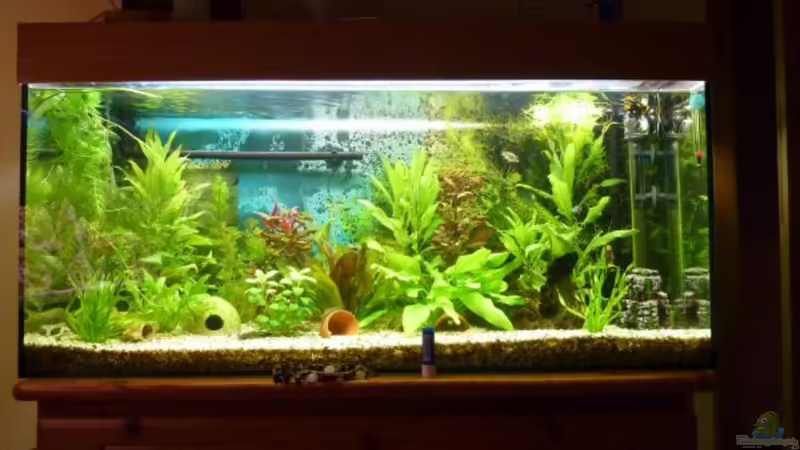 Aquarium Hauptansicht von Becken 16299 von Cichli (1)