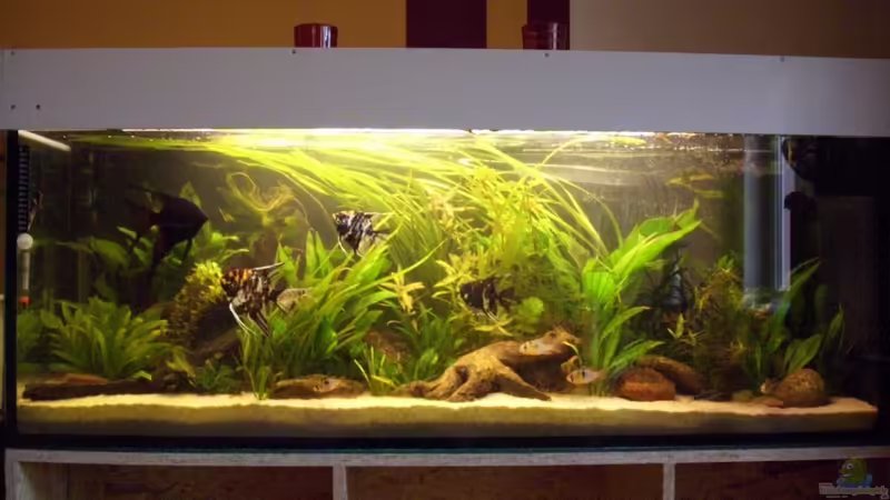 Aquarium Hauptansicht von Becken 16318 von exhhtom64 (1)