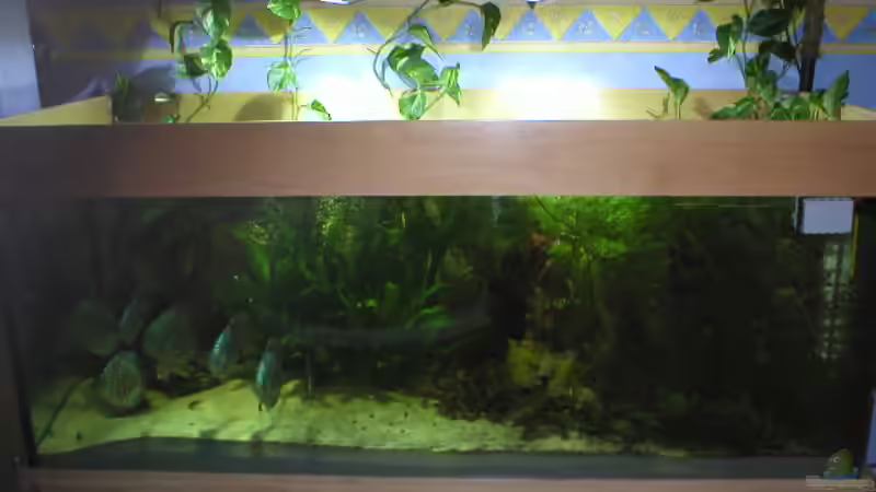 Aquarium Hauptansicht von Becken 1632 von Robin Bucksch (1)