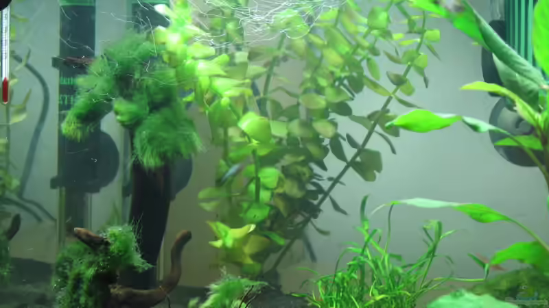 Aquarium Hauptansicht von Becken 16336 von Patrick Schuler (1)