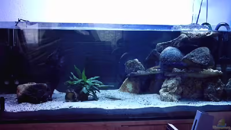 Aquarium Hauptansicht von Becken 1635