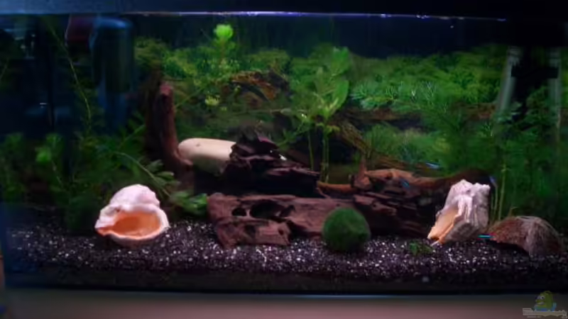 Aquarium Hauptansicht von Becken 1636