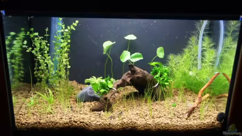 Aquarium Hauptansicht von Becken 16364 von Paul123 (1)