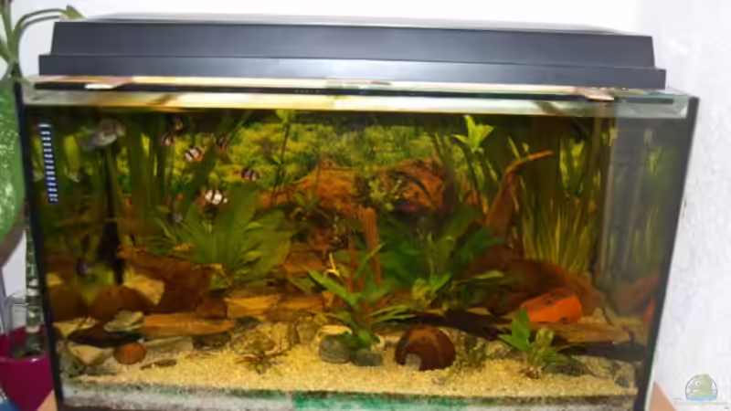 Aquarium Hauptansicht von Becken 16377