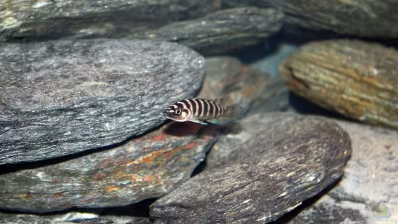 Aquarium Hauptansicht von Becken 16460 von Flo1104 (1)