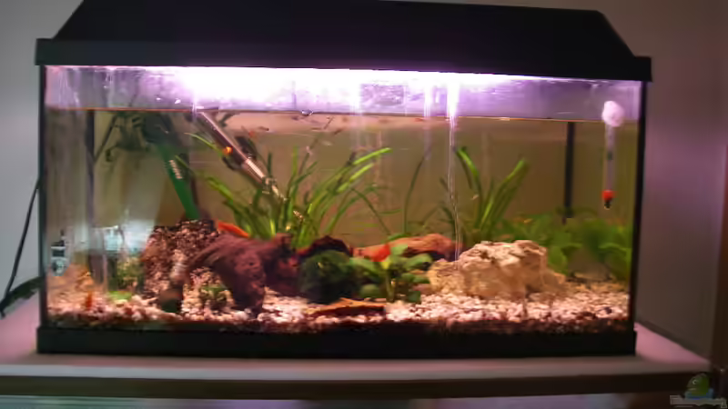 Aquarium Hauptansicht von Becken 16485 von AquarianerArmin