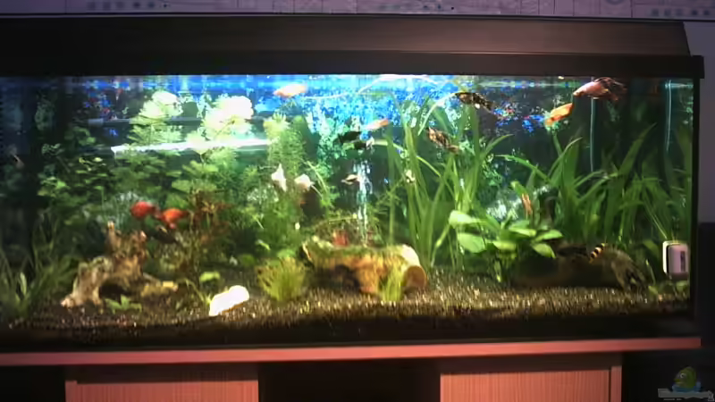 Aquarium Hauptansicht von Becken 1649 von Stefan von Oettingen (1)