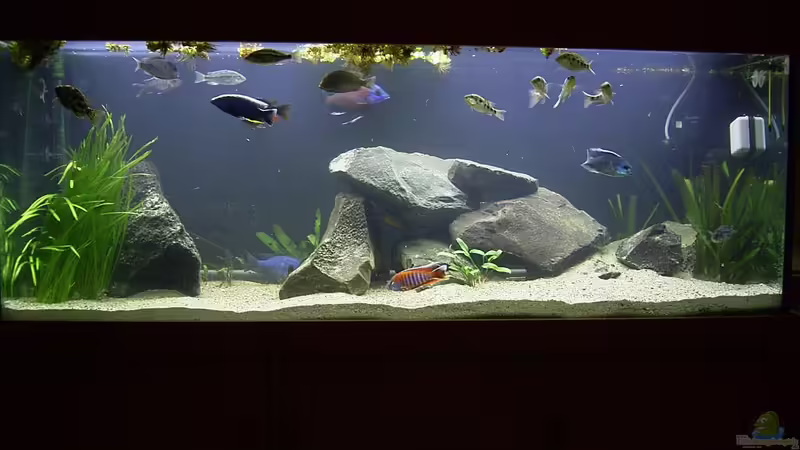 Aquarium Hauptansicht von Becken 165 von Thomas Lenzhölzer (1)