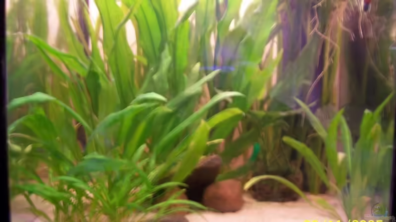 Aquarium Hauptansicht von Becken 1655