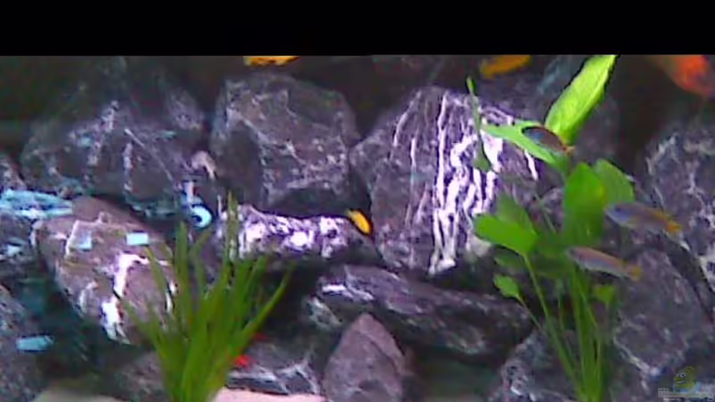 Aquarium Hauptansicht von Becken 16603