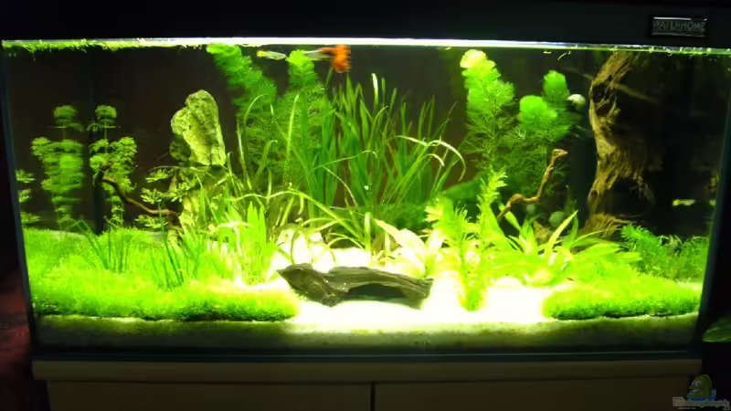 Aquarium Hauptansicht von Becken 16608 von Leluka (1)