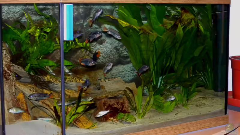 Aquarium Hauptansicht von Becken 16656 von Vicifreak (1)