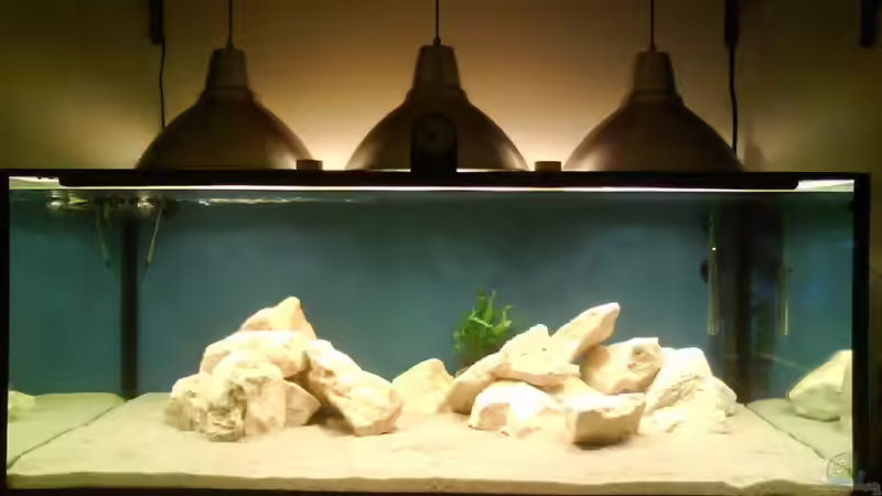 Aquarium Hauptansicht von Becken 16669 von Blubb Blubb (1)