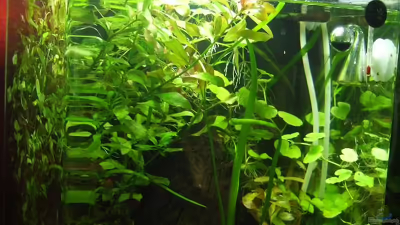 Aquarium Hauptansicht von Becken 16778