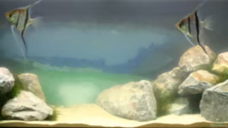 Aquarium Hauptansicht von Becken 1684 von Nadine Brinkmann (1)