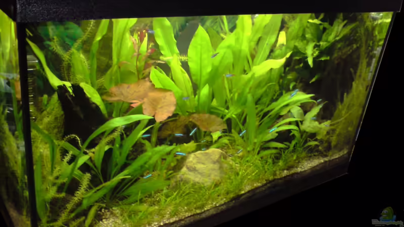 Aquarium Hauptansicht von Becken 16855 von Michael Kaltenbach (1)