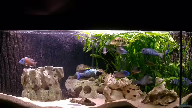 Aquarium Hauptansicht von Becken 169