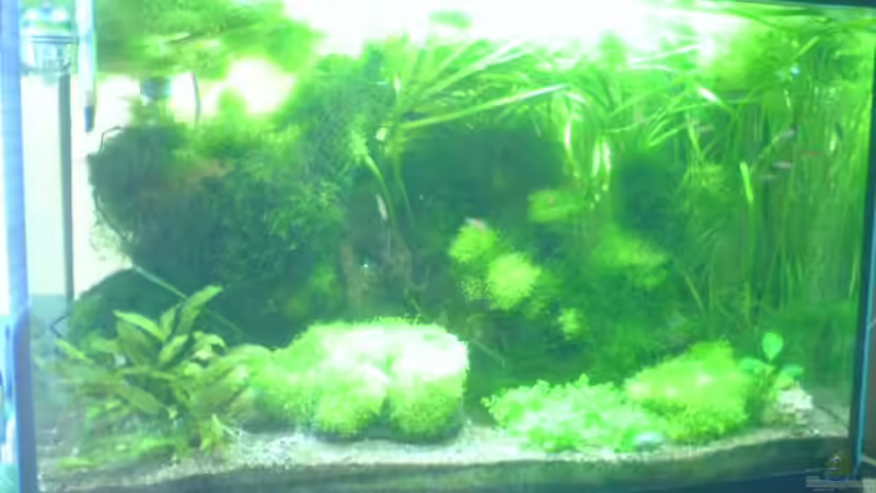 Aquarium Hauptansicht von Becken 1690