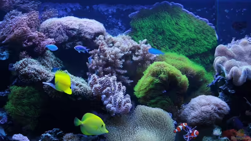 Aquarium Hauptansicht von Becken 16967