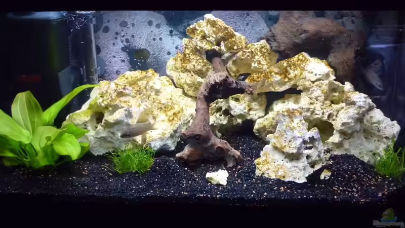 Aquarium Hauptansicht von Becken 16968 von tobilka