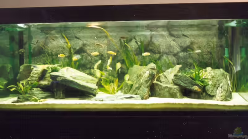 Aquarium Hauptansicht von Becken 170 von wissefux (1)