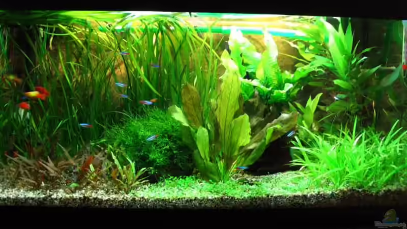 Aquarium Hauptansicht von Becken 1705 Aquarium Hauptansicht von Becken 1705