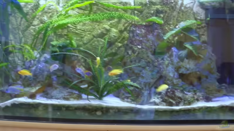 Aquarium Hauptansicht von Becken 17056