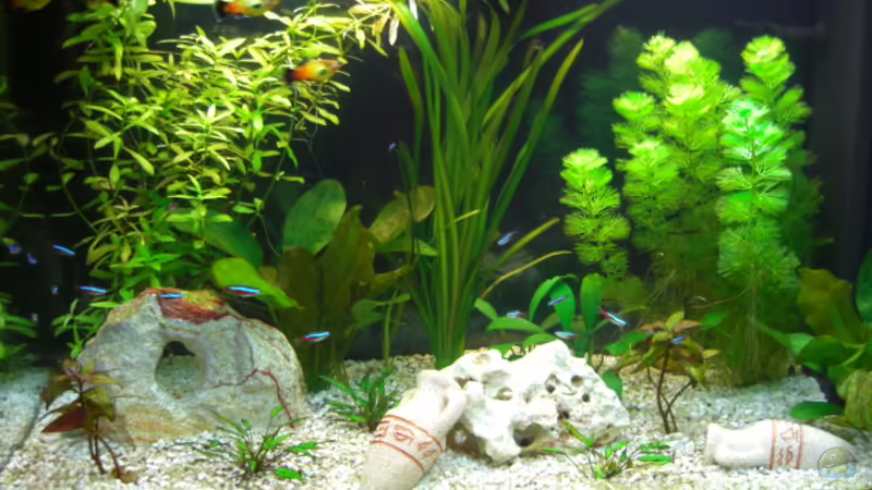 Aquarium Hauptansicht von Becken 17065