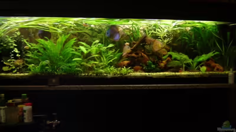 Aquarium Hauptansicht von Becken 1708 von Tobias Hans (1)