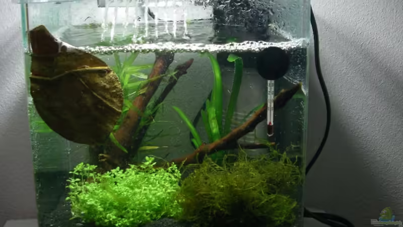 Aquarium Hauptansicht von Becken 17099 von AquarianerArmin (1)