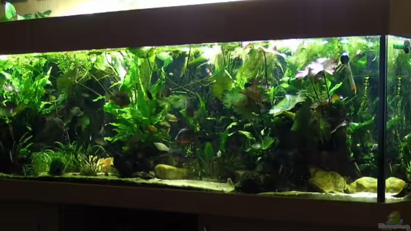 Aquarium Hauptansicht von Becken 1710