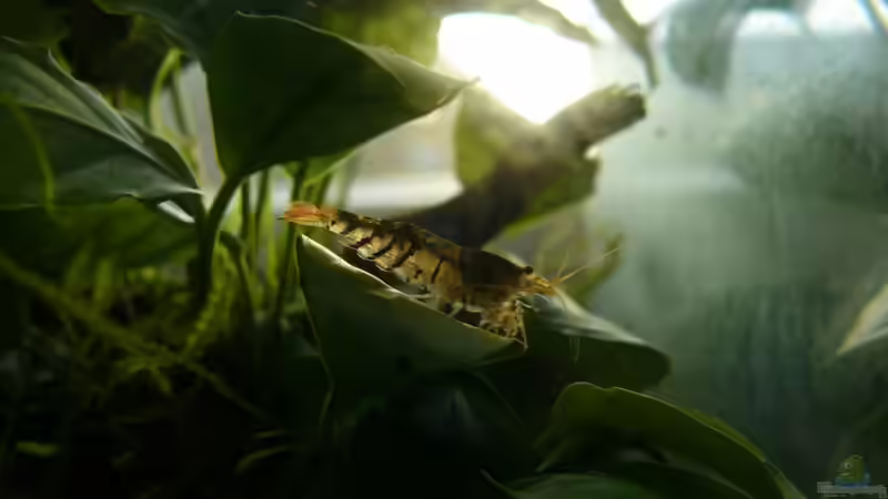 Aquarium Hauptansicht von Becken 17107