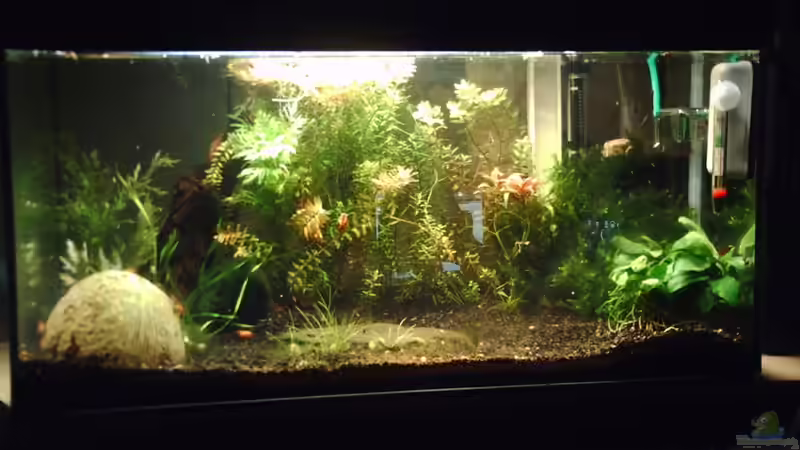 Aquarium Hauptansicht von Becken 17122 (Nur noch als Beispiel) von El Grande (1)